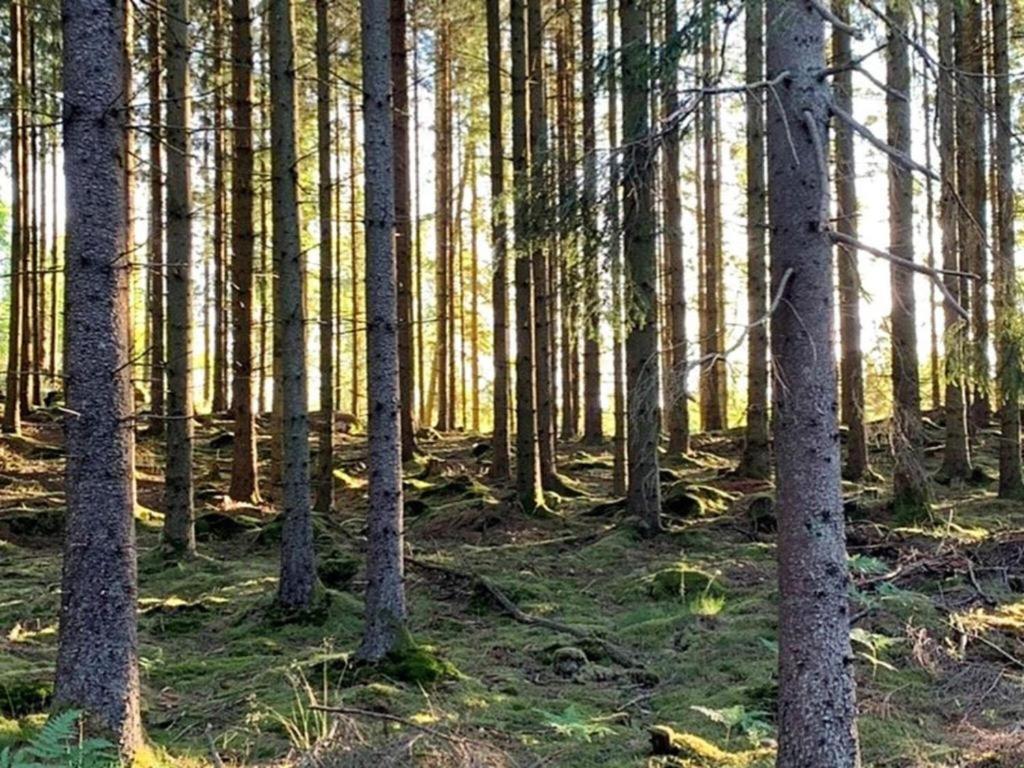 En Lantlig Idyll Med Skogen Precis Utanfoer Doerren! Villa Ullared Luaran gambar